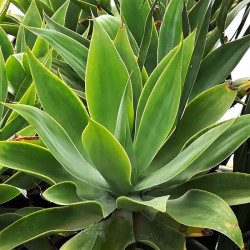 Agave attenuata Agave attenuata