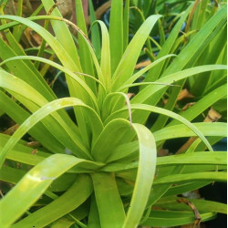 Agave bracteosa Agave bracteosa
