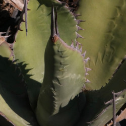 Agave salmiana var. ferox Agave salmiana var. ferox