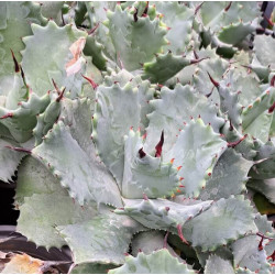 Agave isthmensis Agave isthmensis