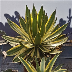 Agave lophantha 'Quadricolor' Agave lophantha 'Quadricolor'