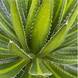 Agave lophantha 'Splendida' Agave lophantha 'Splendida'