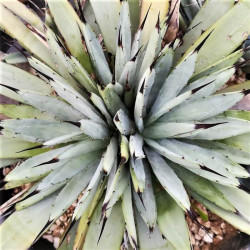 Agave macroacantha Agave macroacantha