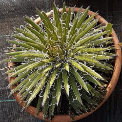 Agave x leopoldii Agave x leopoldii