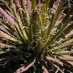 Agave parviflora Agave parviflora