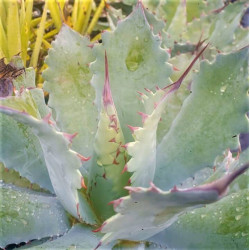 Agave potatorum 'Cameron Blue' Agave potatorum 'Cameron Blue'