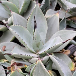 Agave pygmae 'Dragon Toes' Agave pygmae 'Dragon Toes'