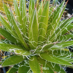 Agave schidigera Agave schidigera