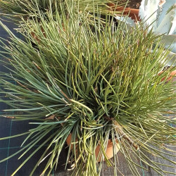 Agave striata Agave striata