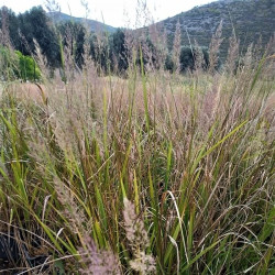Calamagrostis brachytricha Calamagrostis brachytricha