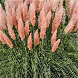 Cortaderia selloana 'Pink Feather' Cortaderia selloana 'Pink Feather'