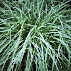 Dactylis glomerata 'Variegata'