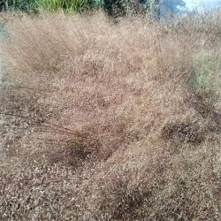 Eragrostis trichodes