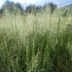 Muhlenbergia capillaris 'White Cloud'