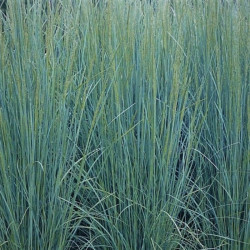 Poa labillardieri 'Glauca'