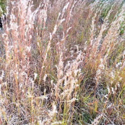 Schizachyrium scoparium