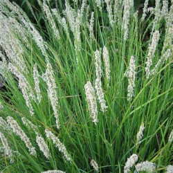 Sesleria autumnalis Sesleria autumnalis