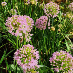 Allium 'Millenium' Allium 'Millenium'
