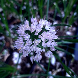 Allium 'Summer Beauty' Allium 'Summer Beauty'