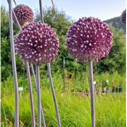 Allium 'Summer Drummer' Allium 'Summer Drummer'