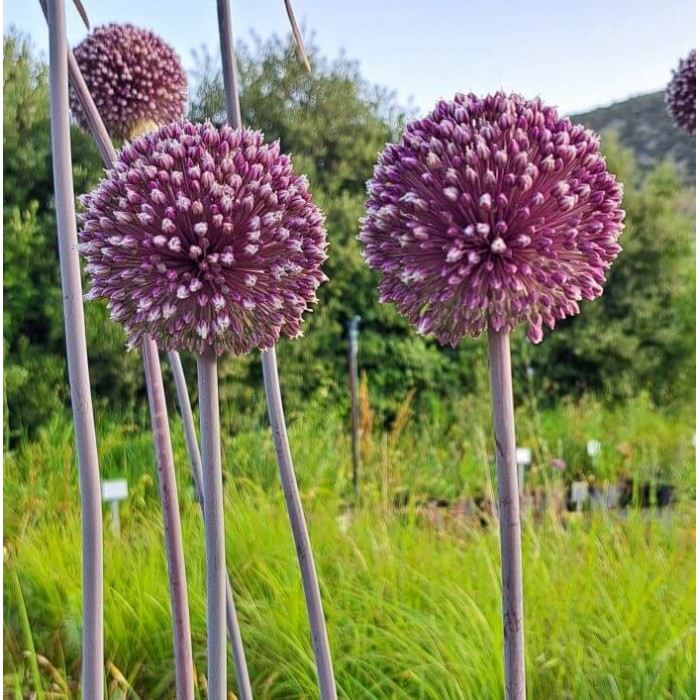 Allium 'Summer Drummer'