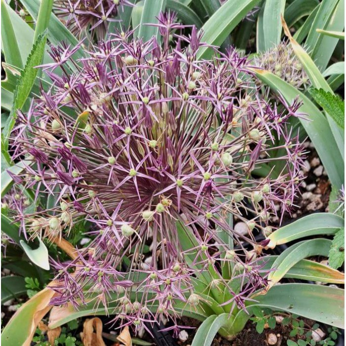 Allium cristophii