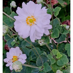 Anemone 'Whirlwind'