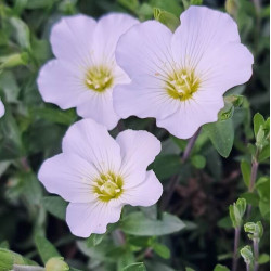 Arenaria montana
