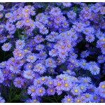 Aster 'Looman's Blue'