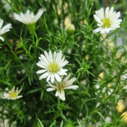 Aster pilosus var. pringlei 'Monte Cassino'