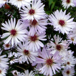 Aster 'Vasterival'
