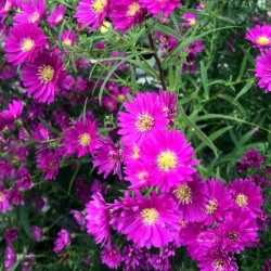 Aster ericoides 'Pixie Red Eye'