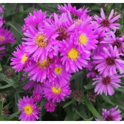 Aster novi-belgii 'Elta'