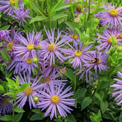 Aster × frikartii 'Mönch'