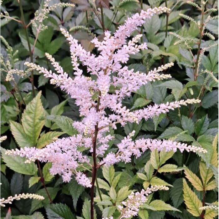 Astilbe 'Gladstone'