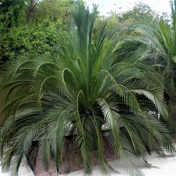 Macrozamia moorei