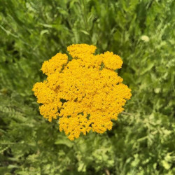 Achillea filipendulina 'Cloth of Gold' Achillea filipendulina 'Cloth of Gold'