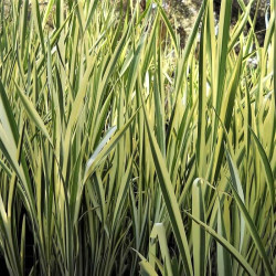 Acorus calamus 'Variegatus' Acorus calamus 'Variegatus'