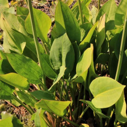 Alisma parviflora Alisma parviflora