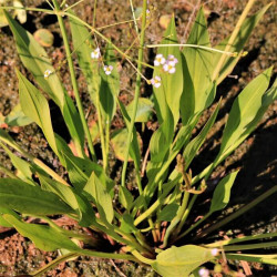 Alisma plantago-aquatica Alisma plantago-aquatica