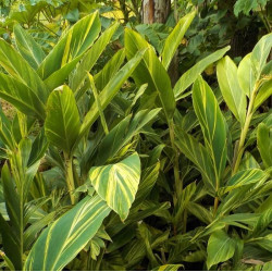 Alpinia zerumbet 'Variegata' Alpinia zerumbet 'Variegata'