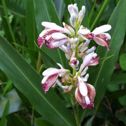 Alpinia galanga Alpinia galanga