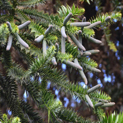Araucaria bidwillii