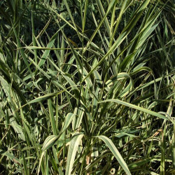 Arundo donax 'Variegata' Arundo donax 'Variegata'
