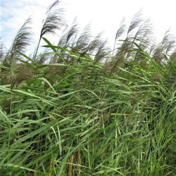 Arundo donax Arundo donax