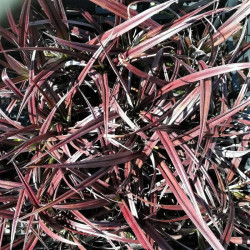 Astelia 'Son of Red Devil' Astelia 'Son of Red Devil'