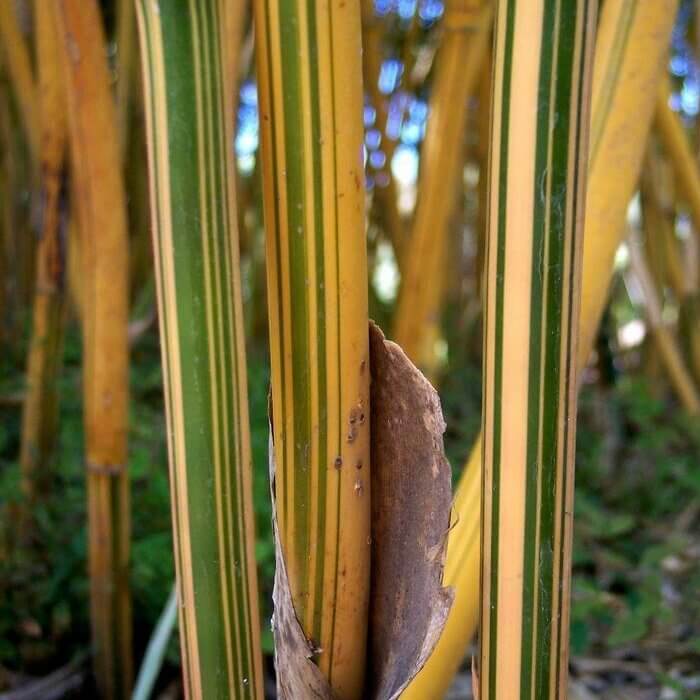 Bambusa multiplex 'Alphonse Karr'