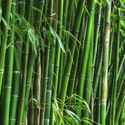 Bambusa textilis Bambusa textilis