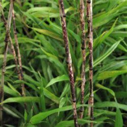 Chimonobambusa marmorea 'Variegata' Chimonobambusa marmorea 'Variegata'