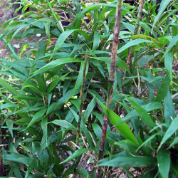 Chimonobambusa marmorea Chimonobambusa marmorea